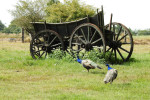Molen van Bels